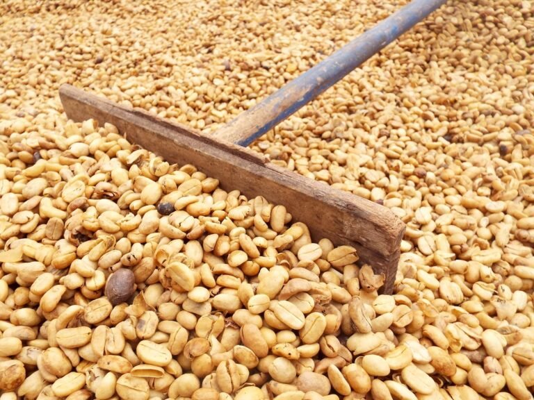 Arabica vs. Robusta Coffee Beans – Which is Best for You?